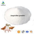 Supply CAS 7177-48-2 Ampicillin active ingredient powder